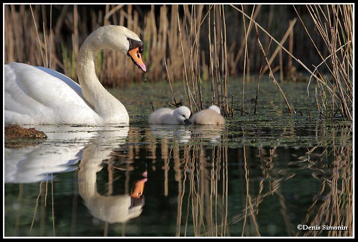 Cygnons en balade